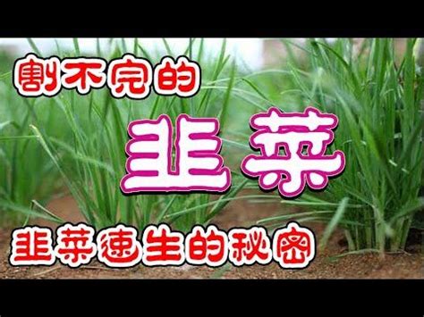 快速種韭菜|韭菜這樣種，長得粗壯肥美！關鍵是長得快、割不完！七大步驟：。